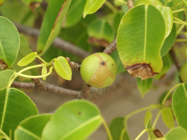 Manchineel tree