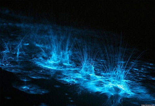 Water lights up in the Bioluminescent Bays of St. Croix, USVI