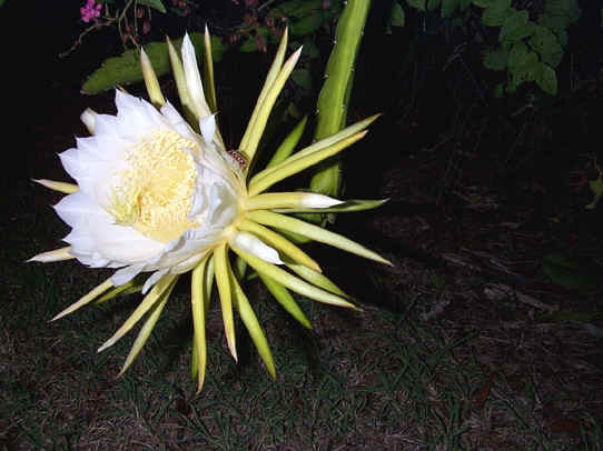 [http://www.stcroixtourism.com/images/cactus_flower_nighttime.JPG]