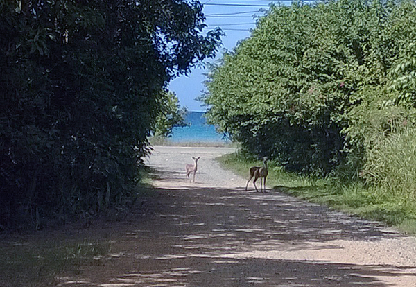 A Doe and a Fawn on St. Croix in the U.S. Virgin Islands.