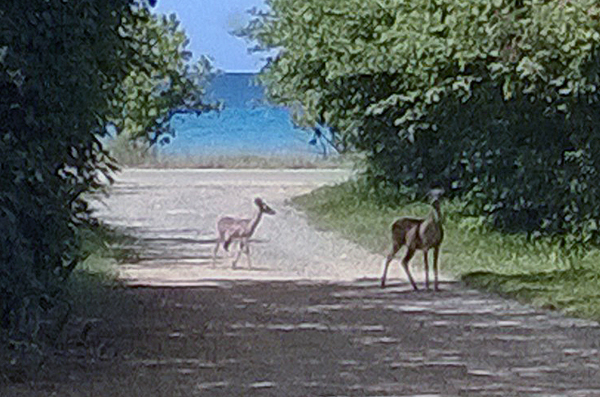 Two deer on St. Croix.