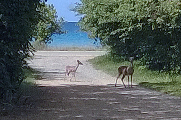 Two deer on St. Croix.