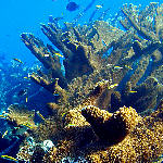 Elkhorn Coral Reef, Buck Island, St. Croix, USVI