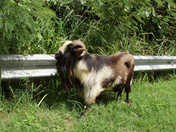 Goat on St Croix, Virgin Islands