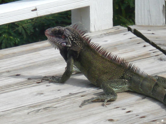 Iguana basking in the sun on St. Croix, Virgin Islands.