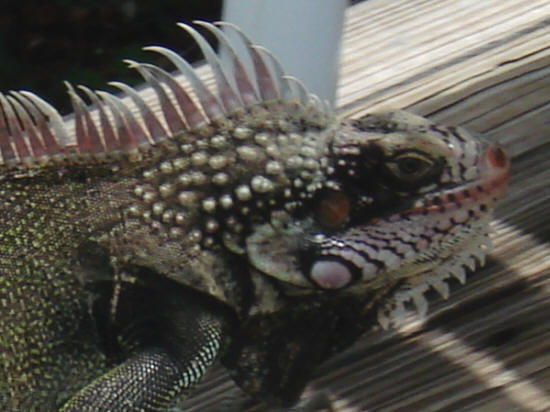 Close-up of an Iguana on St. Croix, Virgin Islands