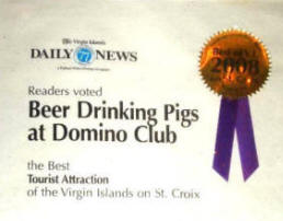 Beer Drinking Pigs - Best Tourist Attraction of the Virgin Islands