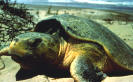 Hawksbille Turtle Nesting, St. Croix, USVI