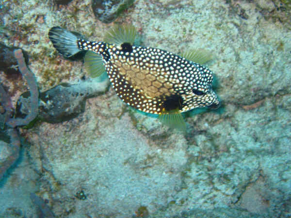 Smooth Trunkfish in the water of St Croix.