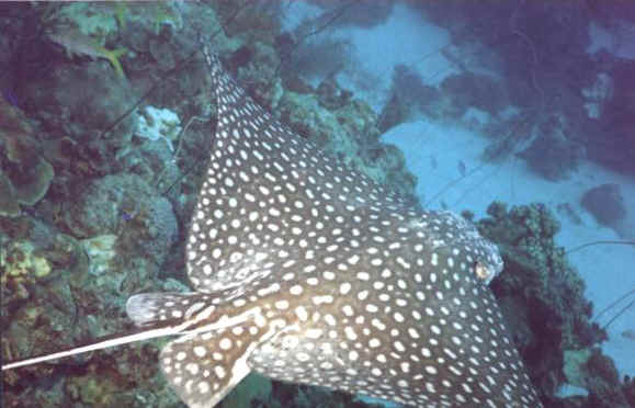 Spotted Eagle Ray, St Croix