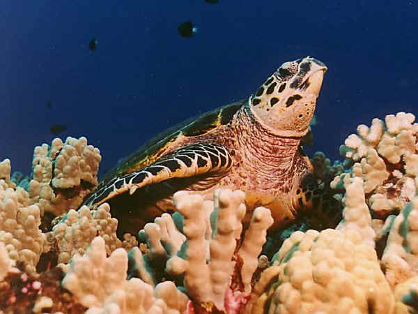 Hawksbill Turtle on a reef on St Croix.