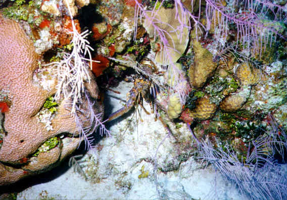 Caribbean Spiny Lobster hiding under some coral.