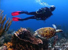 Diving with a sea turtle in St. Croix, USVI