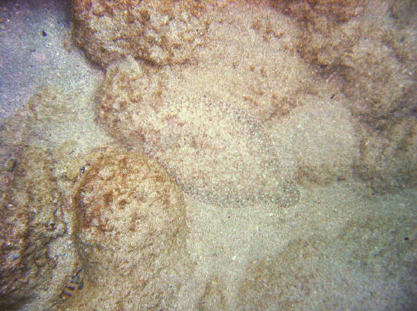 Flounder blending into the sandy botton in Came Bay.