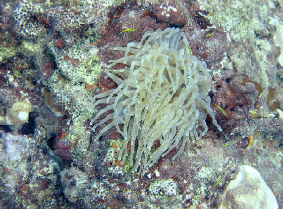 Beautiful Anemone in the waters of St Croix.