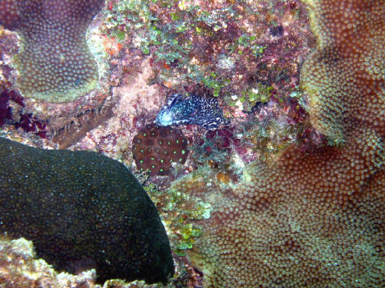 Moray Eel hiding in the coral.