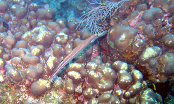 Trumpet Fish and Coral at the edge of the Cane Bay Wall.