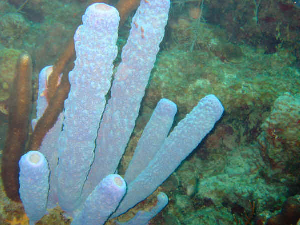 Purple tube coral