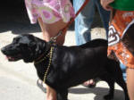 A dog with beads at Mardi Croix.