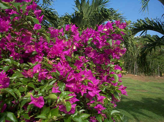 Bougainvillea and Christmas Palms, St. Croix