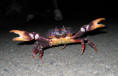Land Crab on St. Croix