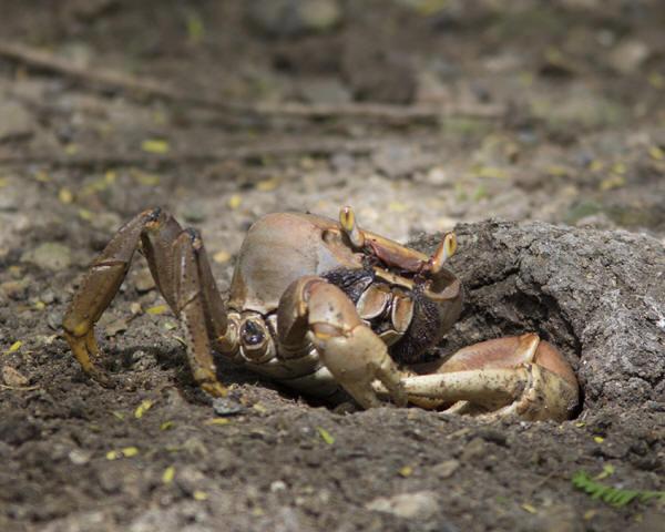Land crabs on St Croix live underground.