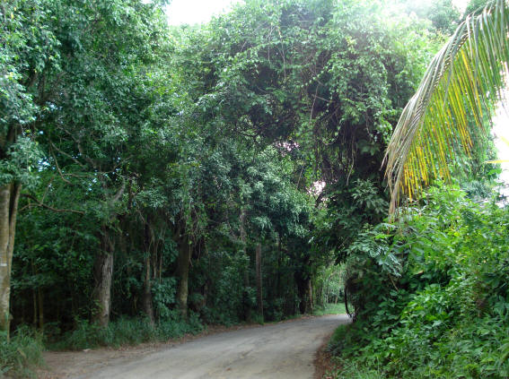 Mahogany road winds its way through the rainforest.