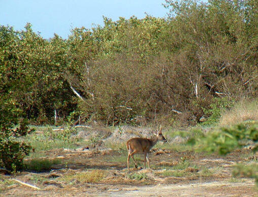 St. Croix deer