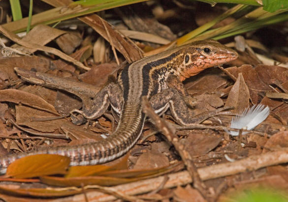 St Croix Ground Lizard