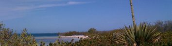 St. Croix or Egger’s Agave (Agave eggersiana)