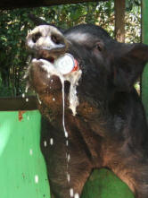 Beer Drinking Pig at the Domino Club, St. Croix, US Virgin Islands