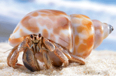 Hermit crab