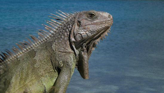 Iguana - St. Croix, Virgin Islands