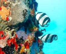 Tropical fish on a coral wall