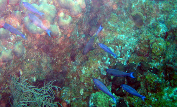 Bright blue fiah on the reef at Cane Bay