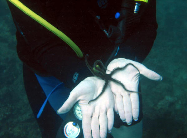 Brittle Star