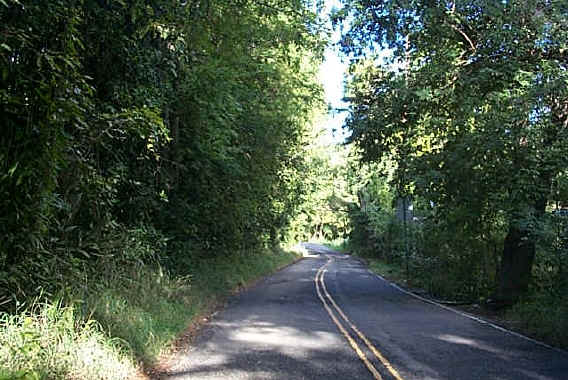 The Mahogany road in the rainforest on St. Croix.