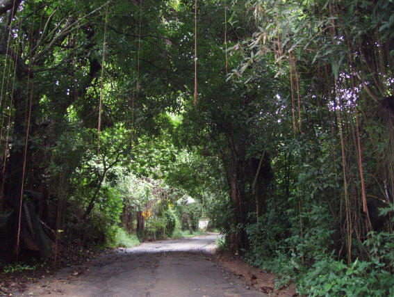 Mahogany road on St. Croix.