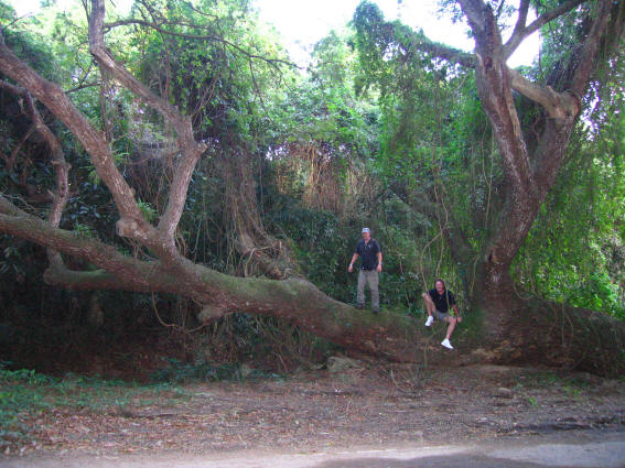 Giant, fallen Mahogany tree in St. Croix's rainforest.